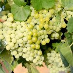 Bodegas del Socorro exporta 300.000 litros de vino blanco a granel amparado por la DO Condado de Huelva para su distribución en Alemania
