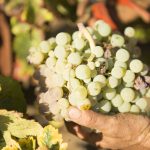 Bodegas del Socorro cierra la campaña de recolección de la uva Zalema con una producción de 4,8 millones de kilos “de gran calidad”