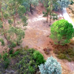 El Arboreto del Villar a vista de dron.