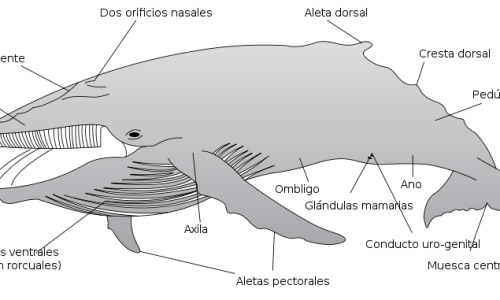 Estudio de una ballena hallada en Bonares de 4,5 millones de años