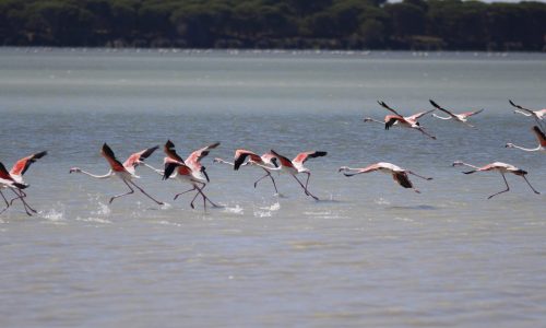 La Oficina Técnica de Doñana impulsa con el CDTI un webinar informativo sobre las ayudas Dinamización de Doñana