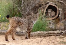 Finalizan las obras de mejora del centro de cría del lince ibérico de El Acebuche del Marco para Doñana del MITECO